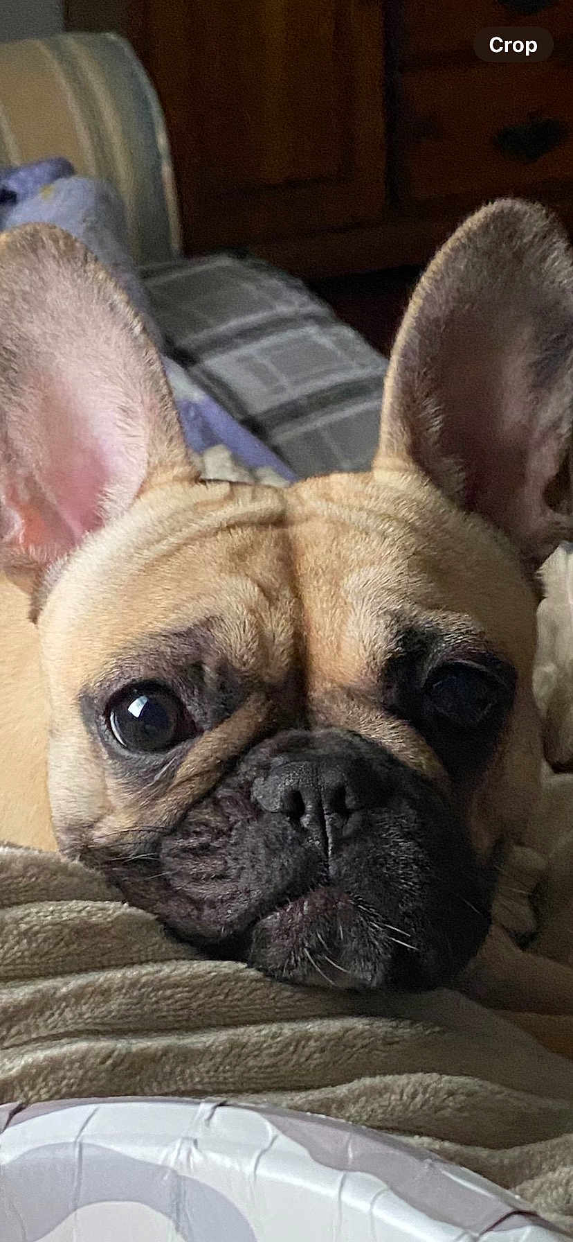 Buster