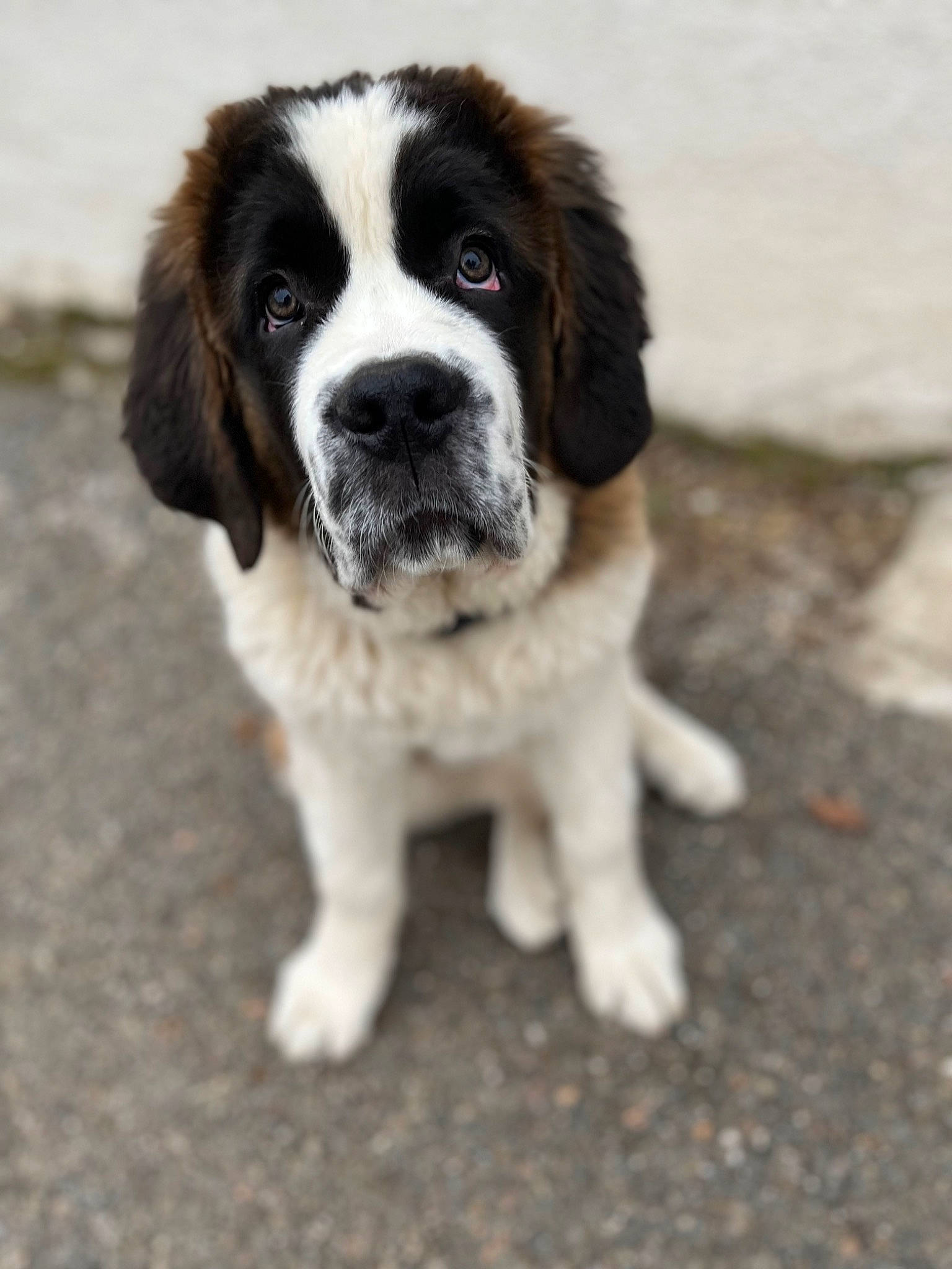 Ulane participe au concours pour gagner de l'argent avec cette photo : ancient_dog_breeds, bored, canidae, carnivore, companion_dog, dog, dog_breed, fur, gun_dog, hunting_dog, moscow_watchdog, puppy, snout, sporting_group, terrestrial_animal, whiskers, working_dog