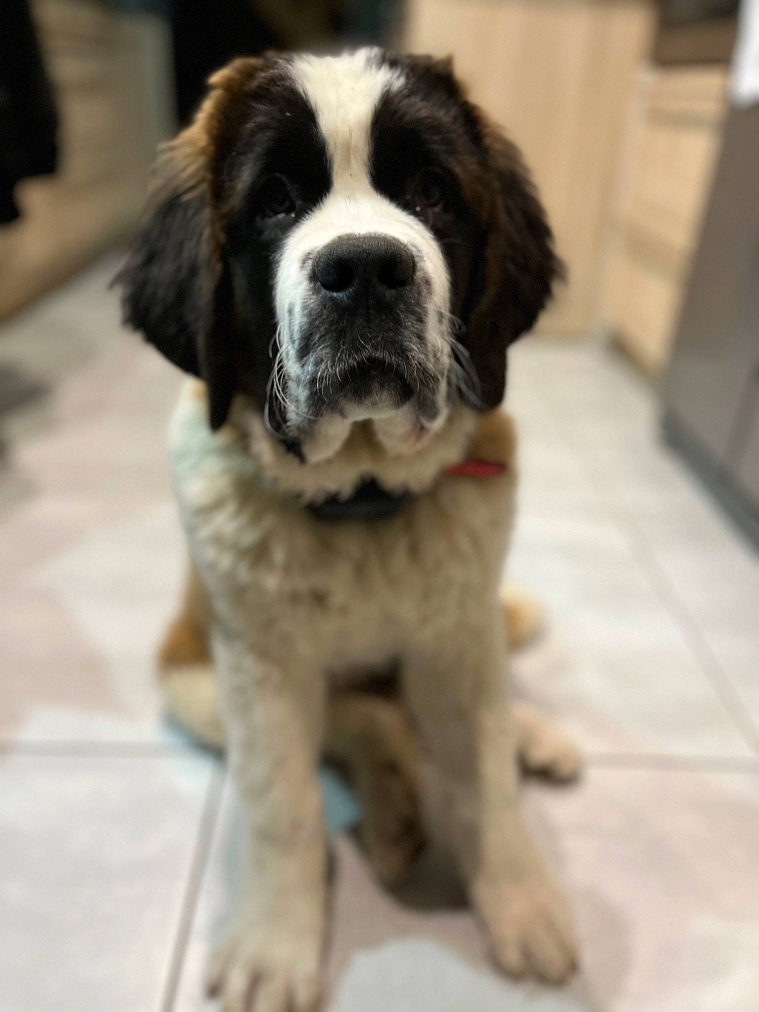 Ulane a rejoint le concours — aidez-le/la à gagner de superbes lots ! canidae, carnivore, companion_dog, dog, dog_breed, fur, recipe, sporting_group, whiskers, working_animal, working_dog