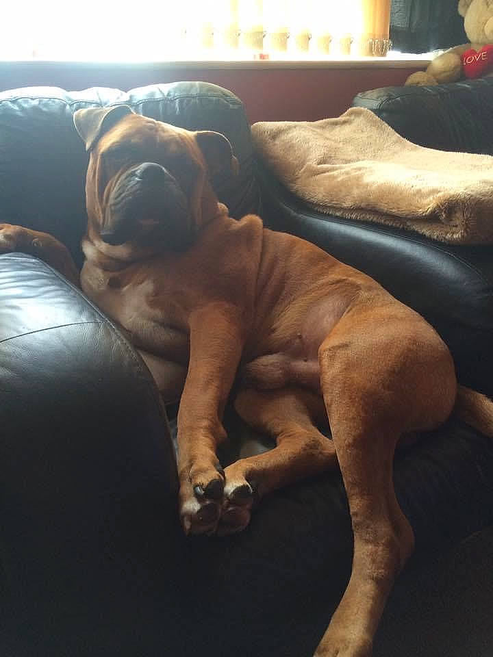 Big Reggie is registered to the contest to win money with this photo: boxer, canidae, carnivore, comfort, companion_dog, dog, dog_breed, fawn, guard_dog, human_leg, liver, mammal, molosser, snout, sporting_group, tail, thigh, toy_dog, vertebrate, working_animal