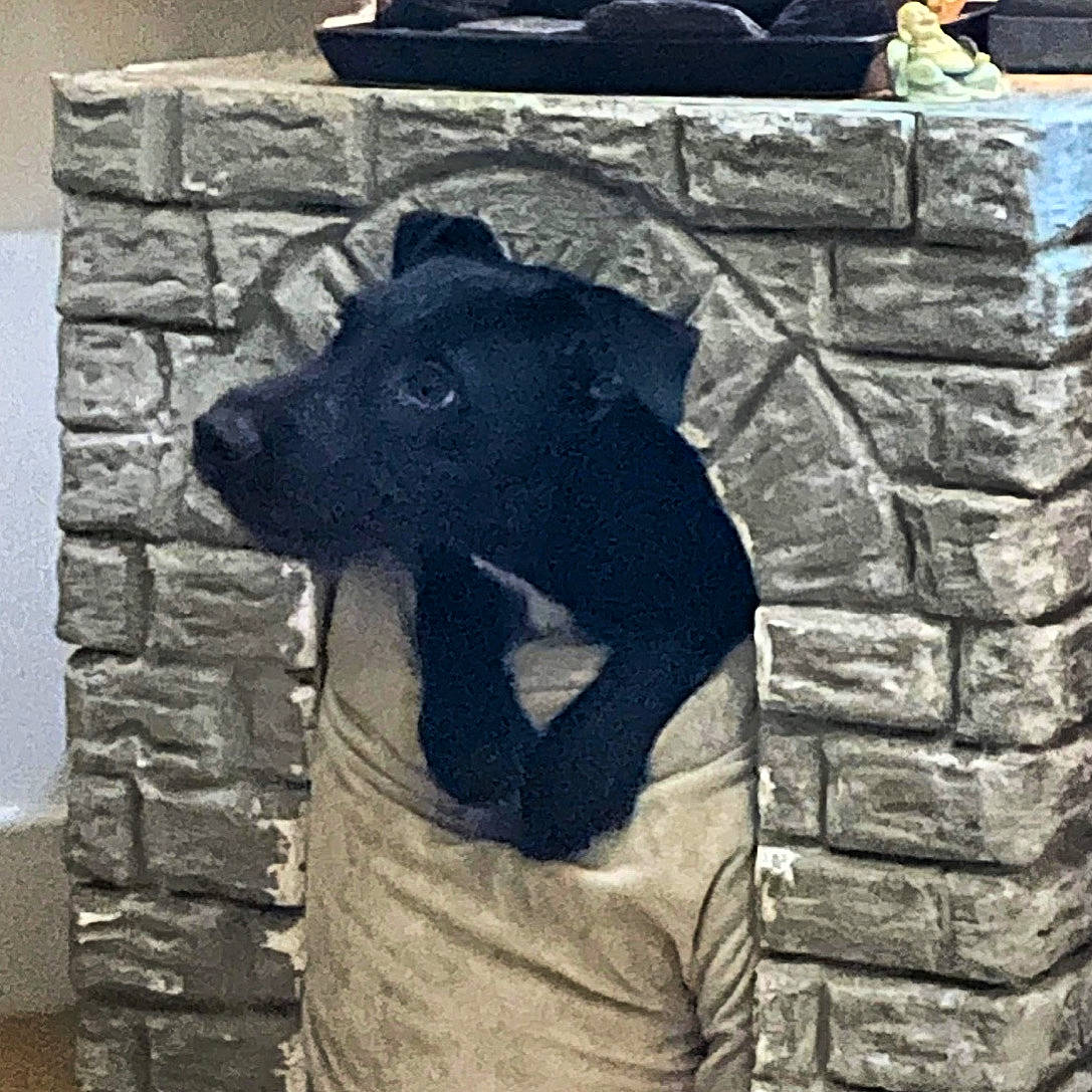 Bobby is registered to the contest to win money with this photo: american_black_bear, art, bear, big_cats, brick, building, canidae, carnivore, dog, dog_breed, felidae, fur, grey, monument, sculpture, snout, sporting_group, terrestrial_animal, wood, working_animal