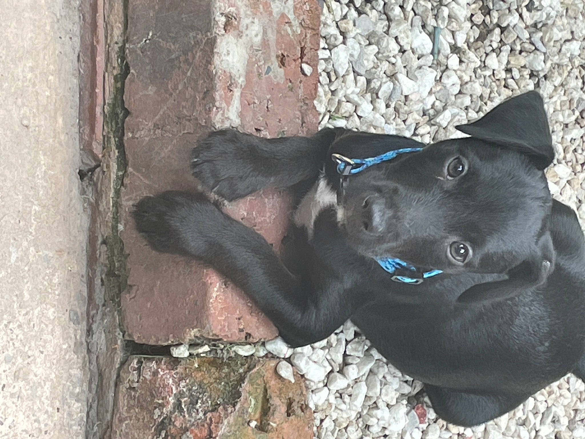 Bobby joined the competition — help win amazing prizes! art, big_cats, borador, canidae, carnivore, collar, concrete, dog, dog_breed, electric_blue, felidae, fur, grey, guard_dog, non_sporting_group, small_to_medium_sized_cats, snout, terrestrial_animal, whiskers, working_animal