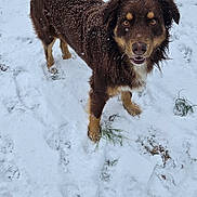 Axle is registered to the contest to win money with this photo: dog, brown_dog, snow, snowflakes, outdoor, winter, grass, animal, pet, canine, fur, playful, happy, looking_up, nature, cold, walking, standing, daylight, snow_covered_ground