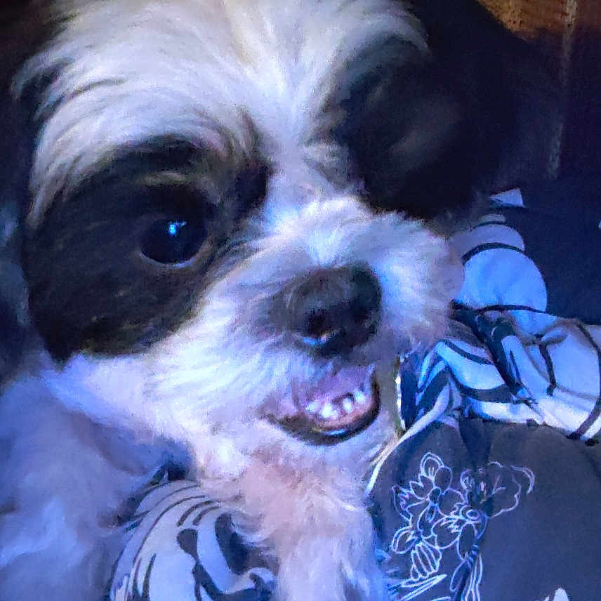 Batman is registered to the contest to win money with this photo: animal, black_fur, close_up, companion, cozy, cute, dog, fabric, face, fluffy, fur, indoors, patterned_fabric, paw, pet, playful, resting, small_dog, smiling, white_fur