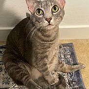 Lucky joined the competition — help win amazing prizes! animal, carpet, cat, curious, domestic_cat, feline, floor, gray_cat, indoor, looking_up, patterned_rug, paw, pet, rug, sitting, tabby, tail, wall, whiskers, yellow_eyes