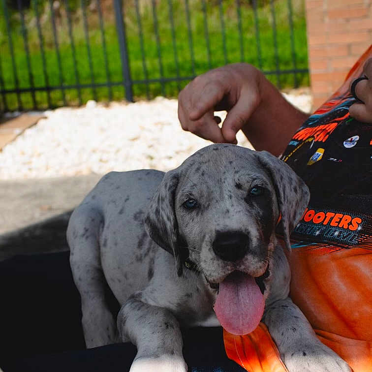 Dover is registered to the contest to win money with this photo: animal, baby, bodypart, canine, dalmatian, dog, face, fence, finger, grass, greatdane, hand, head, hound, person, pet, photography, plant, portrait, puppy