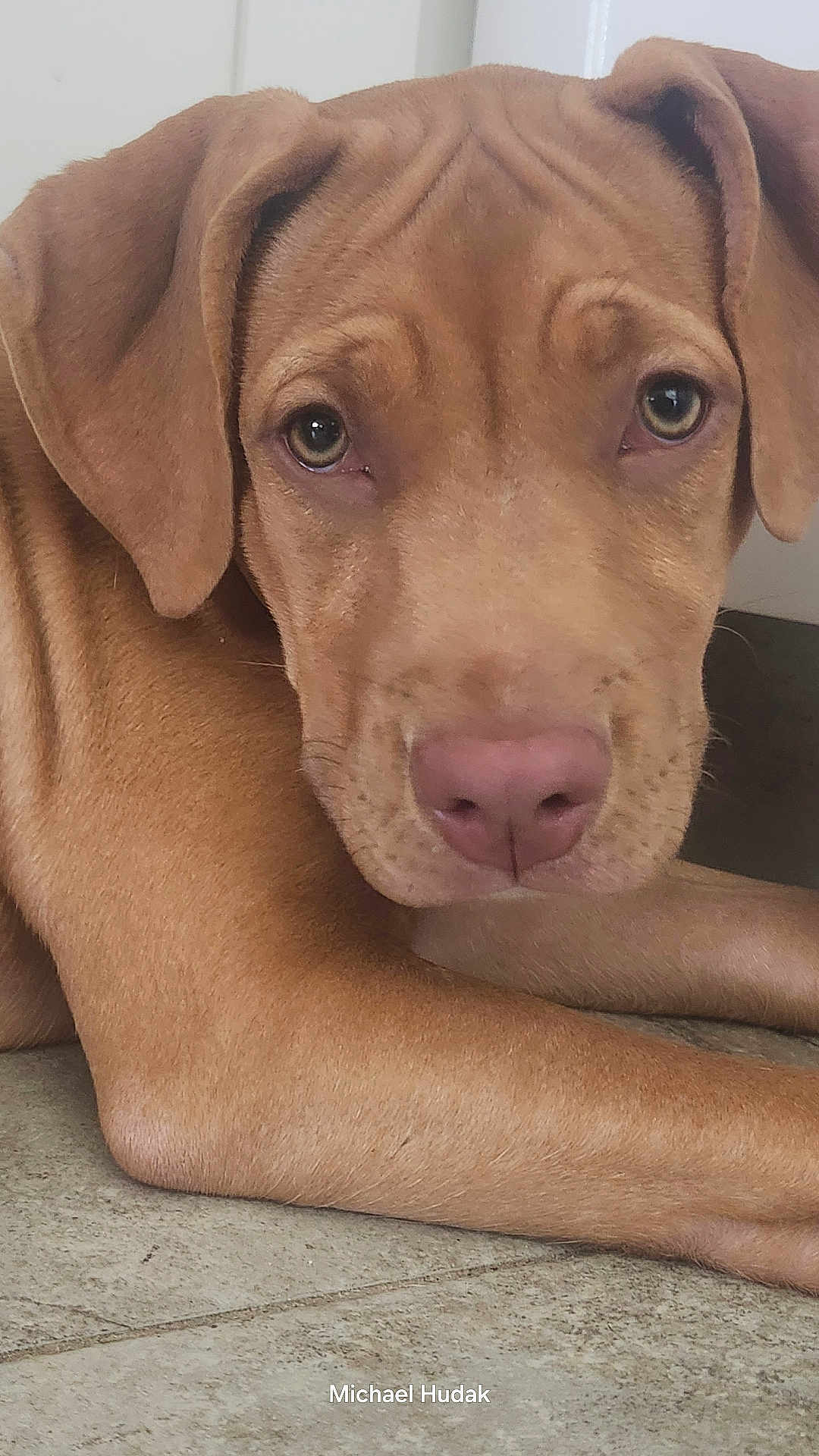 Nova joined the competition — help win amazing prizes! dog, brown_dog, close_up, pet, animal, floor, indoor, ears, eyes, face, lying_down, canine, fur, snout, portrait, looking_at_camera, tile_floor, calm, curious, domestic_animal