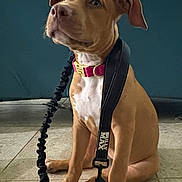 Nova is registered to the contest to win money with this photo: puppy, dog, brown_dog, collar, leash, indoor, tile_floor, pet, animal, sitting, cute, young_dog, looking_away, canine, domestic_animal, fur, ears, nose, paw, pet_accessory