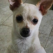 Molly is registered to the contest to win money with this photo: dog, small_dog, white_dog, pet, indoor, floor, tile_floor, ears, close_up, looking, animal, canine, fur, face, eyes, nose, curious, portrait, young_dog, domestic_animal
