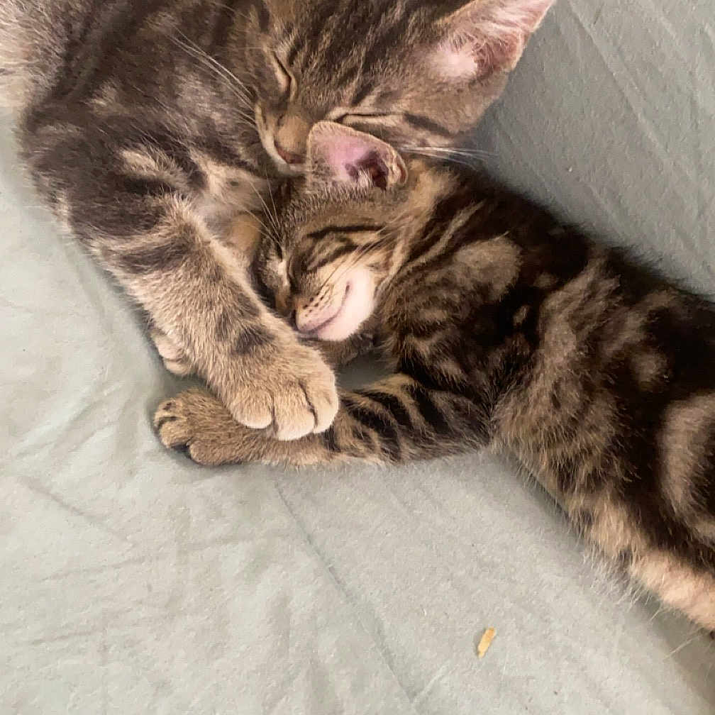Tigrou Et Voleur a rejoint le concours — aidez-le/la à gagner de superbes lots ! abyssinian, animal, bed, bedroom, blanket, cat, couch, cushion, face, furniture, head, homedecor, indoors, kitten, manx, person, pet, photography, portrait, sleeping