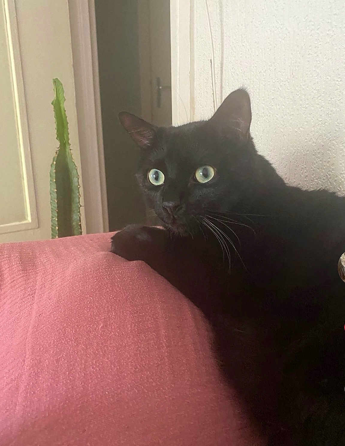 Nemo a rejoint le concours — aidez-le/la à gagner de superbes lots ! black_cat, cat, pet, indoor, pink_surface, cactus, green_plant, curious_eyes, feline, whiskers, animal, home_interior, relaxed, resting, close_up, domestic_cat, soft_light, texture, wall, door