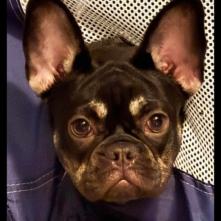 Luna is registered to the contest to win money with this photo: animal, bostonbull, boxer, bulldog, canine, clothing, cushion, dog, footwear, frenchbulldog, homedecor, pet, pitbull, puppy, shoe, text