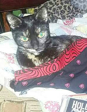 Maggie is registered to the contest to win money with this photo: american_shorthair, asian, black_cat, carnivore, cat, domestic_short_haired_cat, egyptian_mau, felidae, kitten, small_to_medium_sized_cats, tail, whiskers