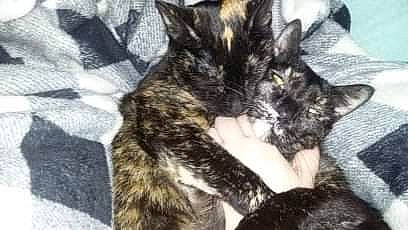 Maggie is registered to the contest to win money with this photo: american_shorthair, american_wirehair, asian, black_cat, carnivore, cat, domestic_short_haired_cat, dragon_li, european_shorthair, felidae, fur, german_rex, kitten, mammal, oriental_longhair, polydactyl_cat, small_to_medium_sized_cats, tabby_cat, tail, whiskers