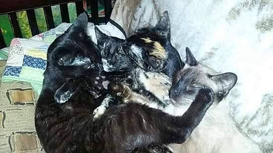 Maggie joined the competition — help win amazing prizes! black_cat, canidae, carnivore, cat, european_shorthair, felidae, german_rex, kitten, maine_coon, oriental_longhair, small_to_medium_sized_cats, tail, whiskers