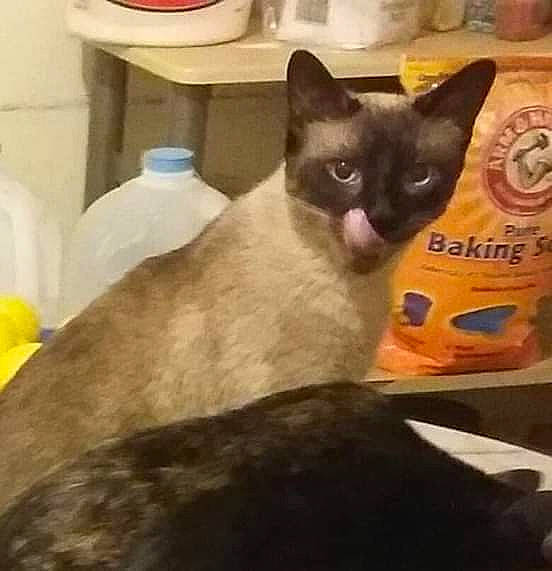 Robert is registered to the contest to win money with this photo: asian, burmese, carnivore, cat, domestic_short_haired_cat, european_shorthair, felidae, german_rex, javanese, kitten, korat, mammal, photo_caption, siamese, small_to_medium_sized_cats, tail, thai, tonkinese, vertebrate, whiskers