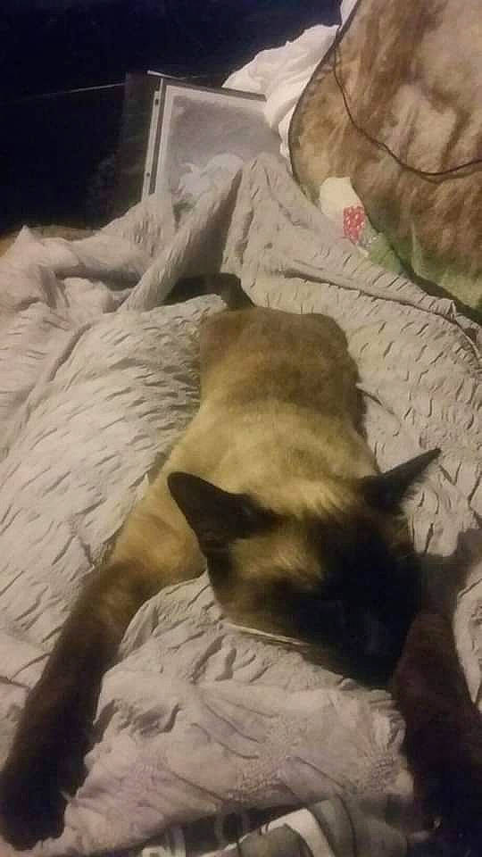 Robert is registered to the contest to win money with this photo: canidae, carnivore, cat, dog_breed, fawn, felidae, fur, kitten, nap, puppy, sleep