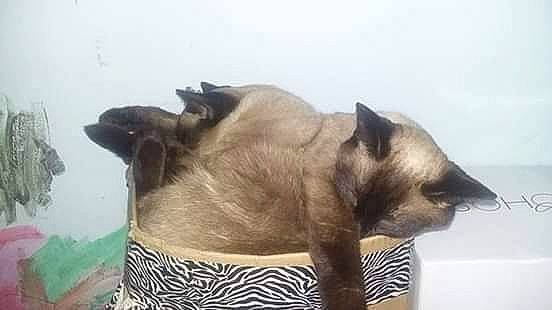 Robert joined the competition — help win amazing prizes! balinese, birman, burmese, carnivore, cat, fawn, felidae, himalayan, mammal, siamese, small_to_medium_sized_cats, snout, thai, tonkinese, whiskers