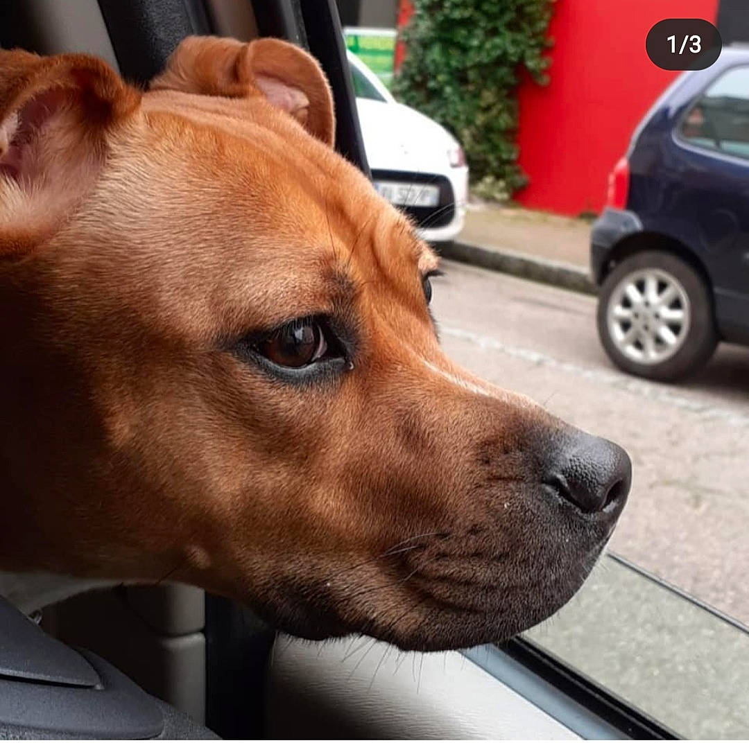 One participe au concours pour gagner de l'argent avec cette photo : automotive_exterior, car, carnivore, collar, companion_dog, dog, dog_breed, dog_collar, ear, fawn, liver, plant, snout, sporting_group, tire, vehicle, vehicle_door, wheel, whiskers, working_animal