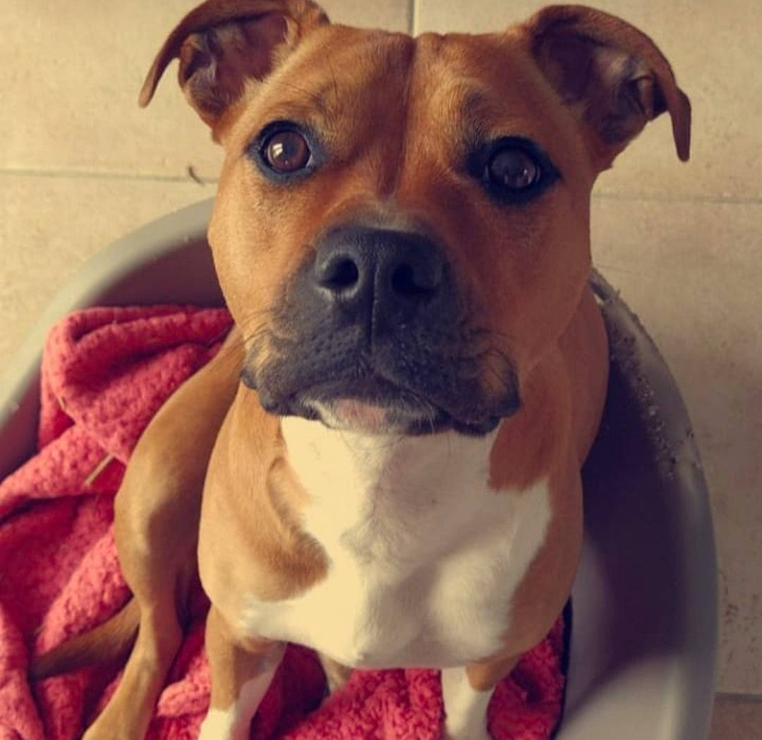 One a rejoint le concours — aidez-le/la à gagner de superbes lots ! canidae, carnivore, collar, companion_dog, dog, dog_breed, dog_collar, ear, eye, fawn, fur, head, jaw, liver, pet_supply, pleased, snout, sporting_group, whiskers, working_animal