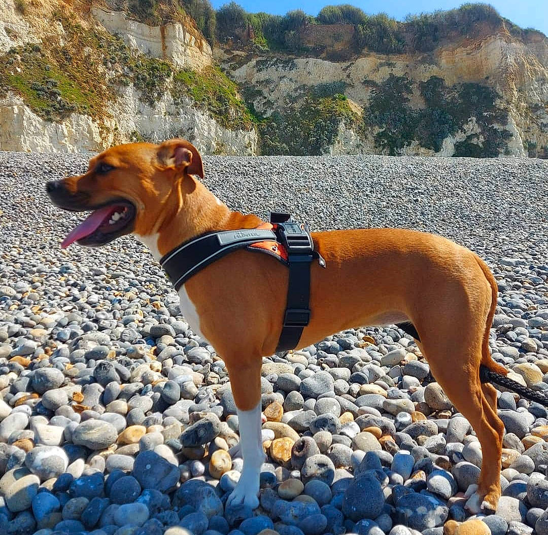One participe au concours pour gagner de l'argent avec cette photo : adventure, canidae, carnivore, collar, companion_dog, dog, dog_breed, dog_collar, dog_supply, fawn, landscape, mountain, pet_supply, plant, rampur_greyhound, recreation, sky, sporting_group, tree, working_animal