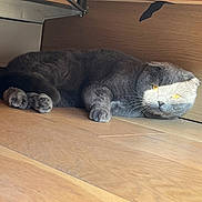Earlgrey a rejoint le concours — aidez-le/la à gagner de superbes lots ! animal, calm, cat, closeup, cute, domestic_cat, floor, folded_ears, fur, gray_cat, home, indoor, laying_down, pet, relaxed, resting, shadow, sunlight, whiskers, wooden_floor
