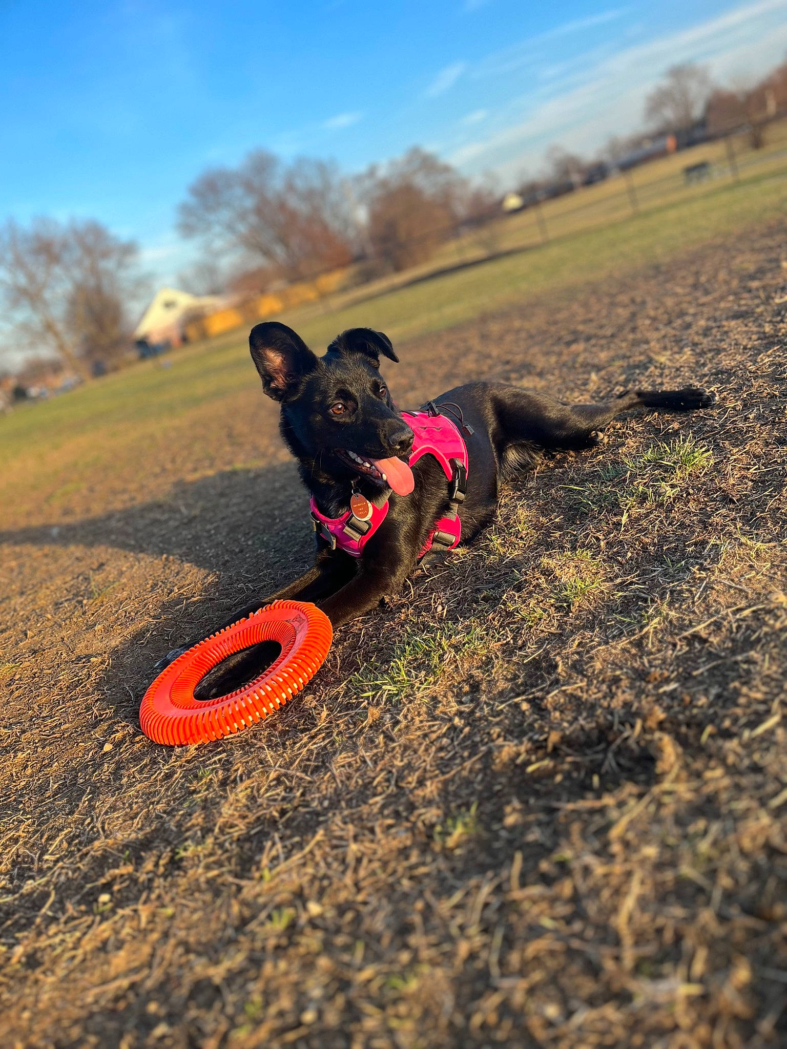 Riley joined the competition — help win amazing prizes! automotive_tire, bicycle_helmet, carnivore, cloud, cycling, dog, dog_breed, fawn, grass, grassland, happy, helmet, landscape, people_in_nature, personal_protective_equipment, recreation, sky, tire, tree, wheel