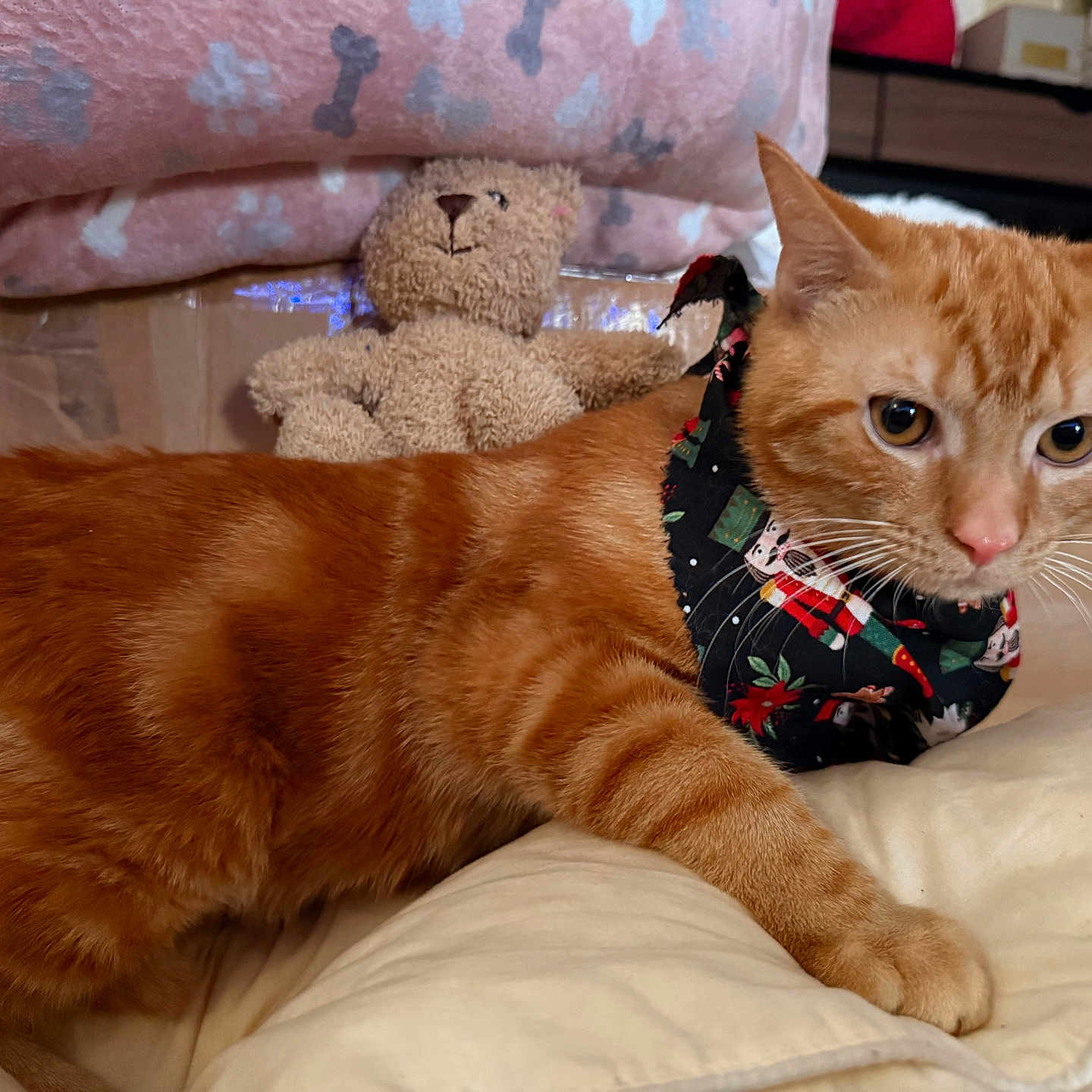 Coco joined the competition — help win amazing prizes! animal, bandana, blanket, cat, comfort, cozy, curious, cute, domestic_cat, feline, fur, home, indoor, orange_tabby, pet, plush_toy, resting, soft, teddy_bear, whiskers