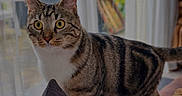 Balou a rejoint le concours — aidez-le/la à gagner de superbes lots ! animal, cat, couch, cozy, curious, curtains, domestic, furniture, garden, home, indoor, patio, pet, pillow, soft_light, striped, tabby, whiskers, window, yellow_eyes