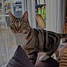 animal, cat, couch, cozy, curious, curtains, domestic, furniture, garden, home, indoor, patio, pet, pillow, soft_light, striped, tabby, whiskers, window, yellow_eyes
