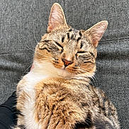 Balou a rejoint le concours — aidez-le/la à gagner de superbes lots ! animal, cat, closeup, couch, cozy, cute, domestic, feline, fur, indoors, mammal, peaceful, pet, relaxed, resting, sleeping, sunlight, tabby, texture, whiskers