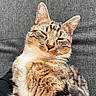 animal, cat, closeup, couch, cozy, cute, domestic, feline, fur, indoors, mammal, peaceful, pet, relaxed, resting, sleeping, sunlight, tabby, texture, whiskers
