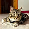Balou a rejoint le concours — aidez-le/la à gagner de superbes lots ! animal, attention, cat, close_up, cute, domestic_cat, ears, feline, floor, focused, fur, harness, indoor, lying_down, paws, pet, tabby_cat, tile_floor, whiskers, yellow_eyes