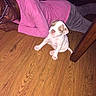 Chloe joined the competition — help win amazing prizes! puppy, dog, person, indoor, wooden_floor, pink_shirt, glasses, sitting, lying_down, pet, portrait, flash_photography, home, furniture, books, brown_and_white, short_hair, cute, candid, companionship