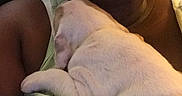Chloe joined the competition — help win amazing prizes! puppy, dog, white_dog, sleeping, blanket, wrapped, person, glasses, smiling, selfie, close_up, indoor, cozy, cuddling, pet, human, portrait, warm_lighting, seated, home