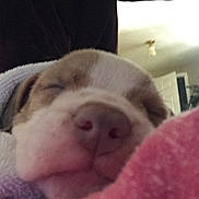 Chloe joined the competition — help win amazing prizes! puppy, dog, sleeping, close_up, nose, pink_nose, floppy_ears, brown_and_white, pet, animal, cozy, blanket, indoors, portrait, snuggle, cute, relaxed, soft_lighting, home, canine