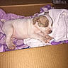 Chloe is registered to the contest to win money with this photo: puppy, dog, sleeping, animal, pet, cardboard_box, blanket, purple_blanket, white_blanket, cozy, resting, indoors, brown_and_white, small_dog, cute, peaceful, nap, snout, paws, photograph