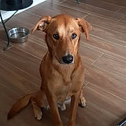 Urio participe au concours pour gagner de l'argent avec cette photo : dog, brown_dog, indoor, wooden_floor, sitting, pet, animal, flooring, water_bowl, bucket, decor, shelf, metal, ears, tail, looking, waiting, household, calm, medium_size
