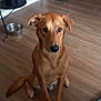 dog, brown_dog, indoor, wooden_floor, sitting, pet, animal, flooring, water_bowl, bucket, decor, shelf, metal, ears, tail, looking, waiting, household, calm, medium_size