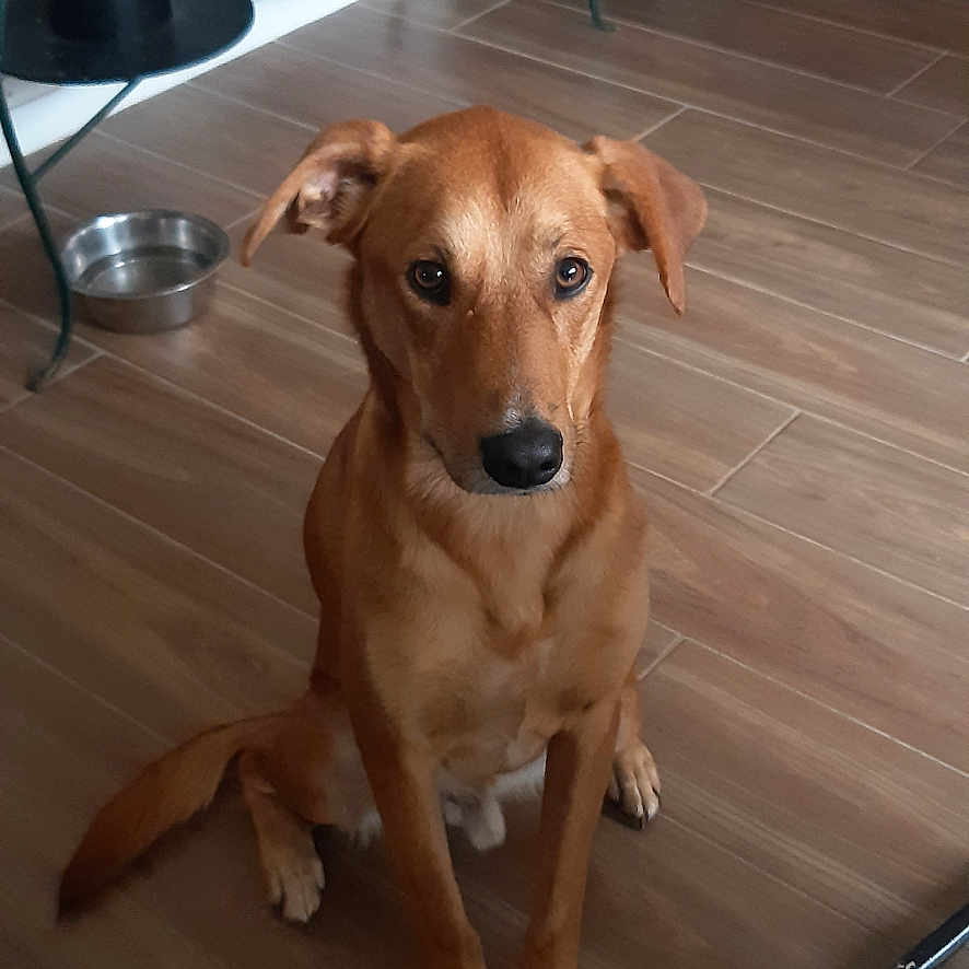 Urio participe au concours pour gagner de l'argent avec cette photo : animal, brown_dog, bucket, calm, decor, dog, ears, flooring, household, indoor, looking, medium_size, metal, pet, shelf, sitting, tail, waiting, water_bowl, wooden_floor