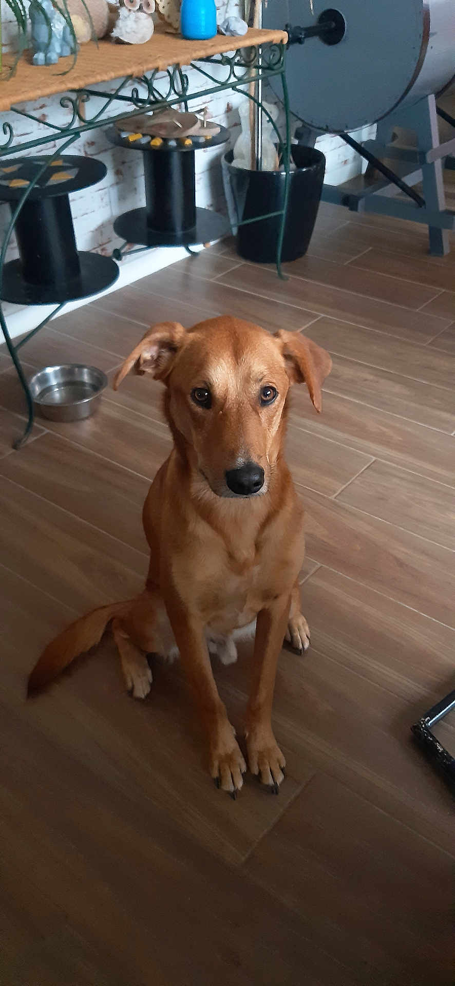Urio participe au concours pour gagner de l'argent avec cette photo : dog, brown_dog, indoor, wooden_floor, sitting, pet, animal, flooring, water_bowl, bucket, decor, shelf, metal, ears, tail, looking, waiting, household, calm, medium_size