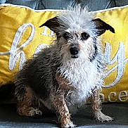 Sadie is registered to the contest to win money with this photo: dog, pet, fluffy, scruffy, curly_fur, sitting, couch, tufted_couch, yellow_pillow, indoor, cozy, animal, portrait, furry, small_dog, alert, cute, companion, home, decor