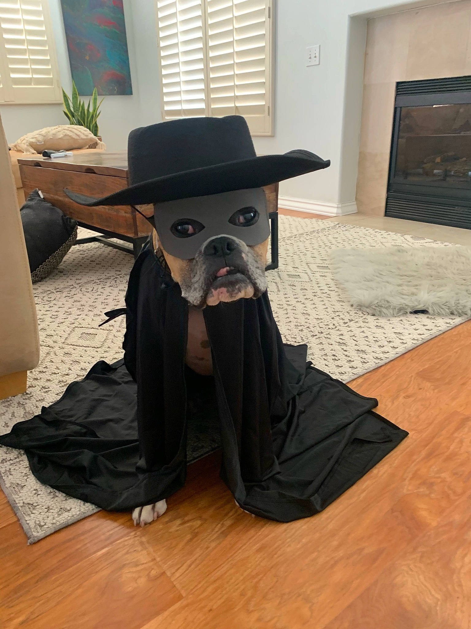 Koi joined the competition — help win amazing prizes! art, costume_hat, cowboy_hat, dog_breed, fashion_accessory, fedora, floor, flooring, hardwood, hat, personal_protective_equipment, picture_frame, plant, sun_hat, window, window_blind, witch_hat, wood, wood_flooring, working_animal