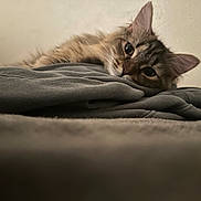 Nugget joined the competition — help win amazing prizes! animal, beige_wall, cat, close_up, cozy, curious, ears, fabric, fluffy, folded_clothes, fur, gazing, gray, indoor, lying_down, pet, relaxed, soft, tabby, whiskers