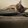 animal, beige_wall, cat, close_up, cozy, curious, ears, fabric, fluffy, folded_clothes, fur, gazing, gray, indoor, lying_down, pet, relaxed, soft, tabby, whiskers