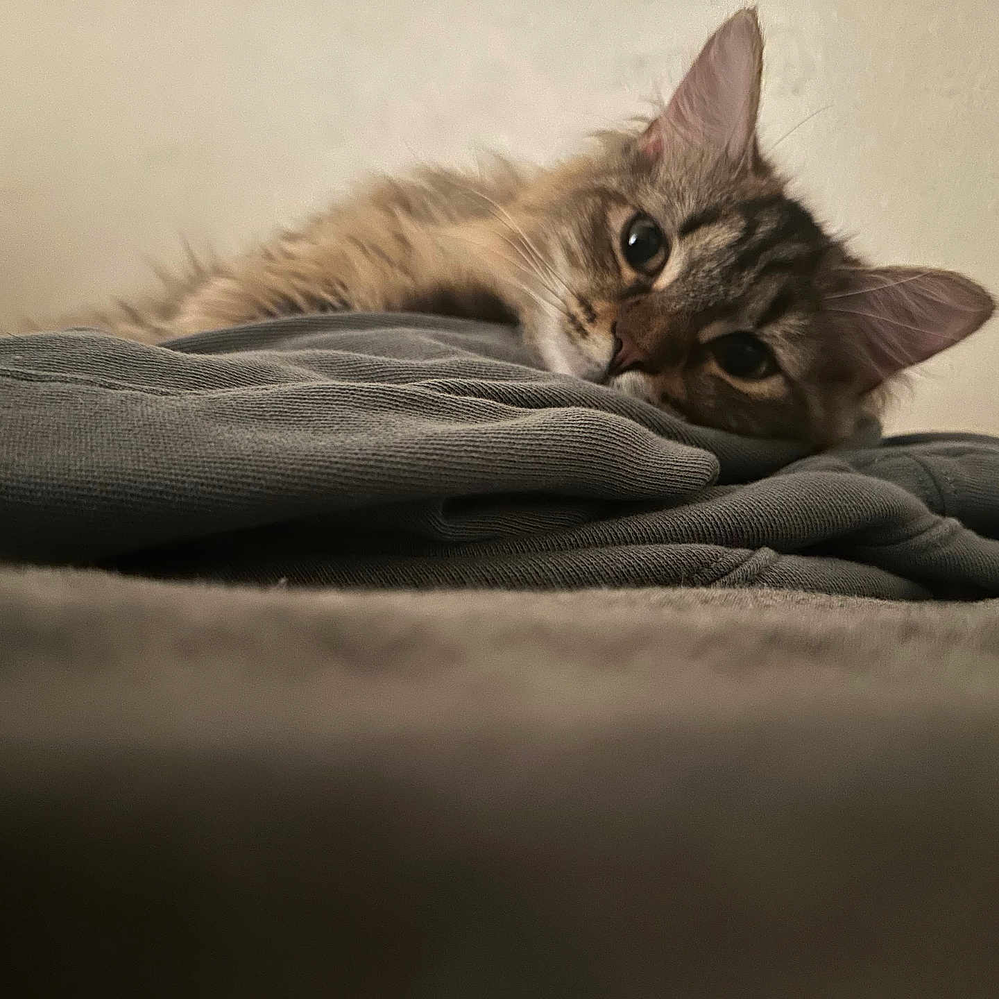 Nugget joined the competition — help win amazing prizes! animal, beige_wall, cat, close_up, cozy, curious, ears, fabric, fluffy, folded_clothes, fur, gazing, gray, indoor, lying_down, pet, relaxed, soft, tabby, whiskers