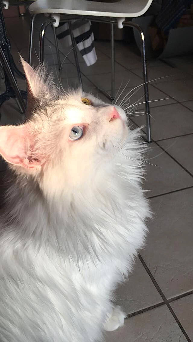 Lylo participe au concours pour gagner de l'argent avec cette photo : carnivore, claw, companion_dog, dog_breed, ear, eye, fawn, felidae, flooring, fur, indian_spitz, paw, samoyed, small_to_medium_sized_cats, snout, tail, tile_flooring, whiskers