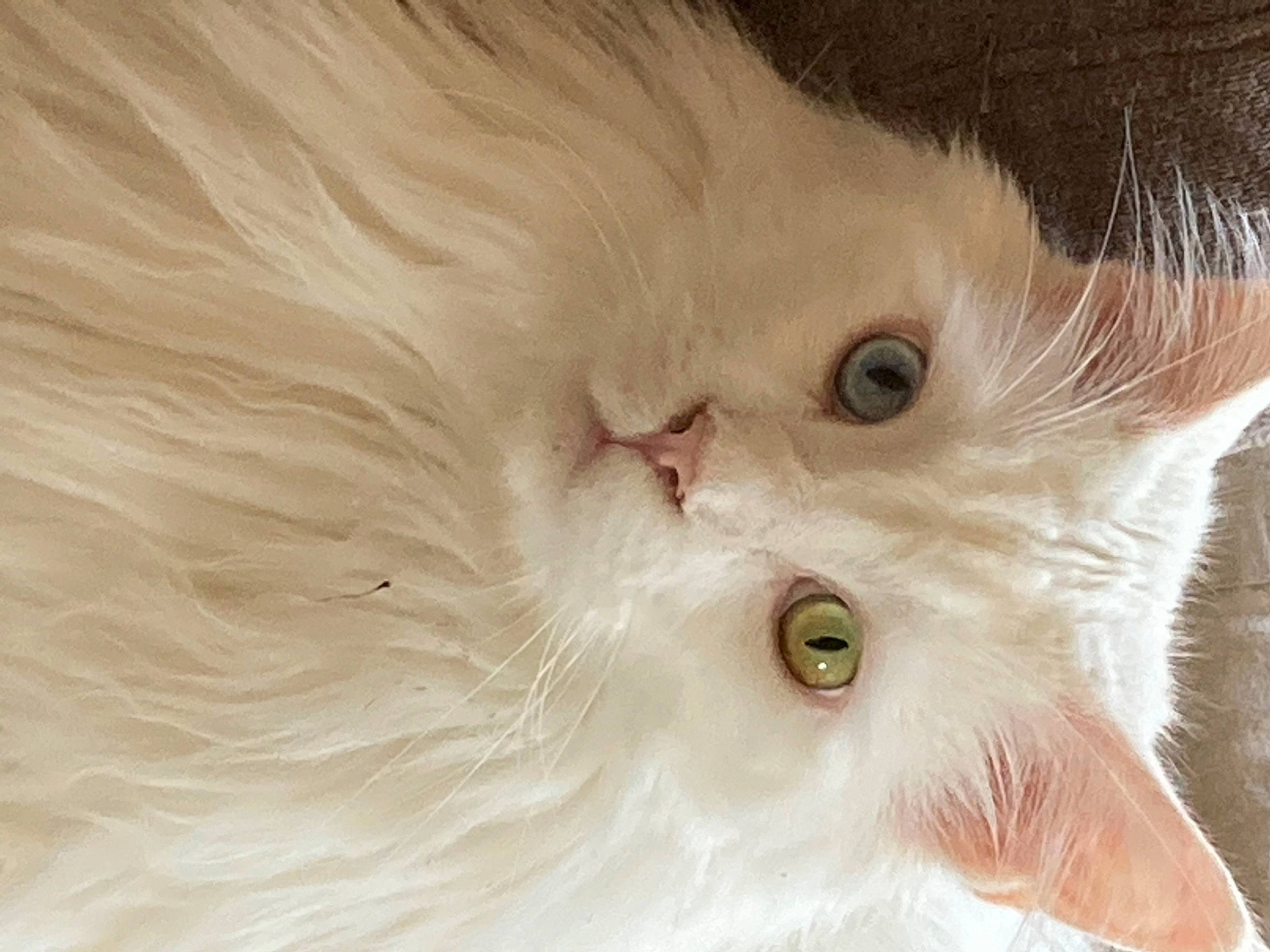 Lylo participe au concours pour gagner de l'argent avec cette photo : carnivore, cat, ear, eyelash, felidae, fur, iris, small_to_medium_sized_cats, snout, whiskers