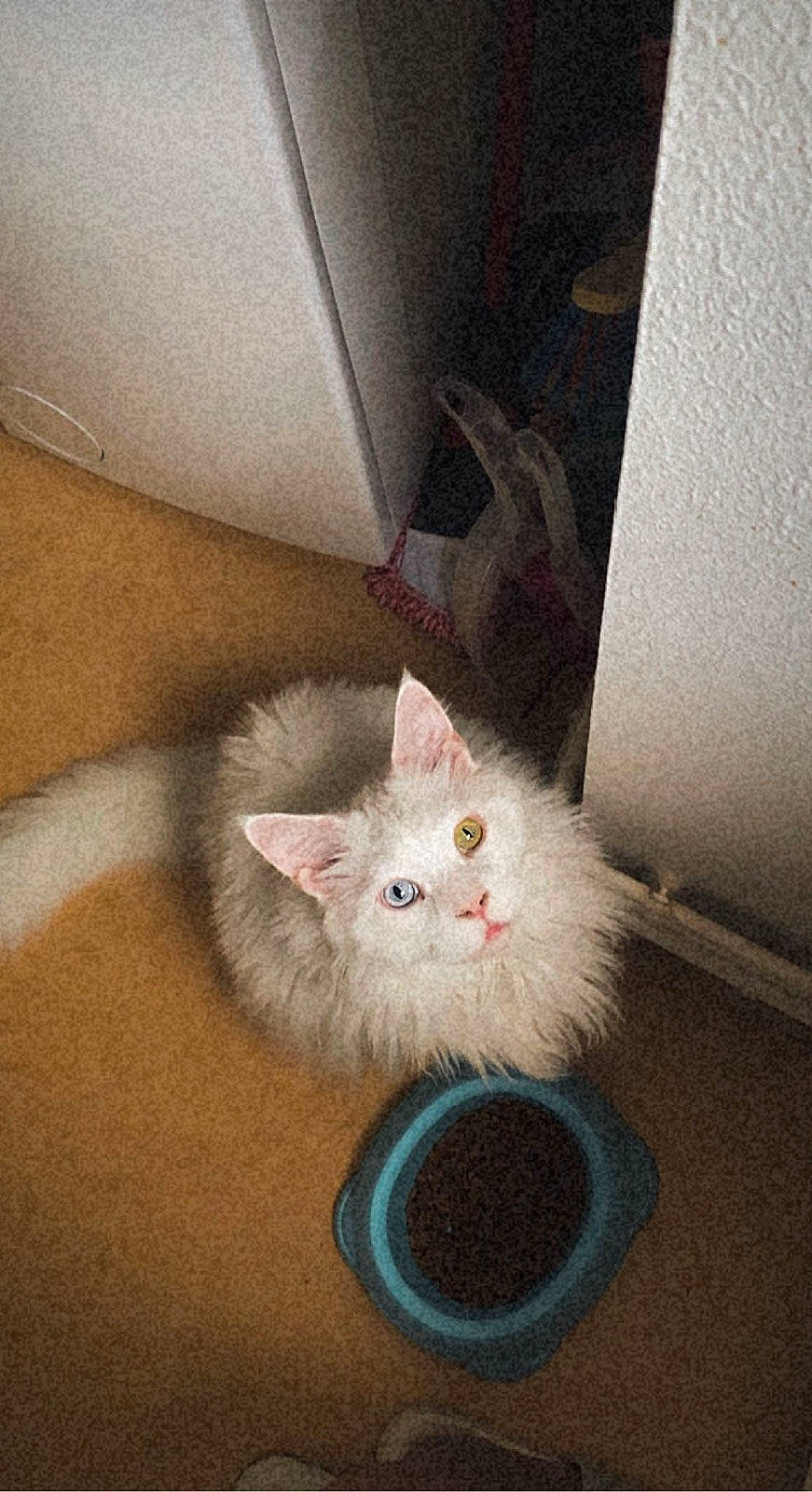 Lylo participe au concours pour gagner de l'argent avec cette photo : box, carnivore, cat, cat_supply, claw, domestic_short_haired_cat, fawn, felidae, flooring, fur, hardwood, paw, room, small_to_medium_sized_cats, tail, whiskers, wood