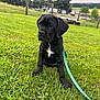 puppy, dog, black_dog, grass, leash, outdoor, nature, field, farm, fence, tree, sky, animal, pet, young_dog, cute, sitting, greenery, daylight, peaceful